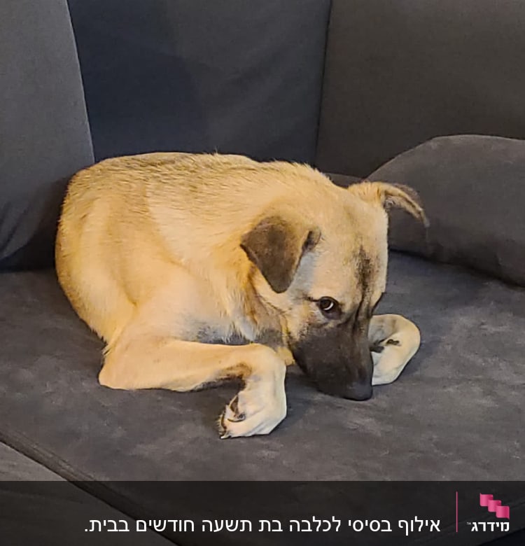 כלב שוכב על ספה אפורה
